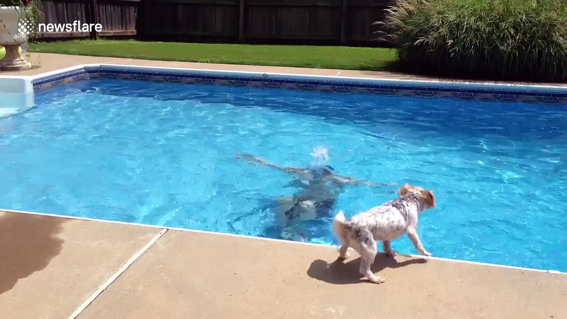 Why Does My Dog Bark When I Jump In The Pool