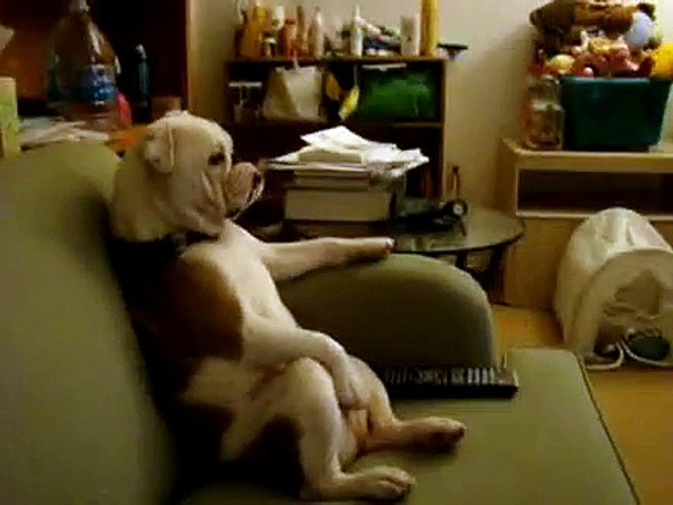 Tv Izleyen Köpek
