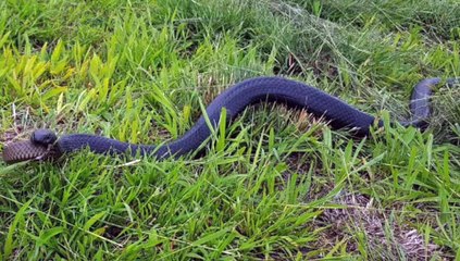 POREMEĆENO: Tip je u dvorištu vidio dvije zmije. A onda je pogledao malo bolje i premro!