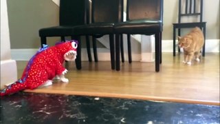 Funniest Cute Animal Home Video Bloopers - Funny Pet Videos