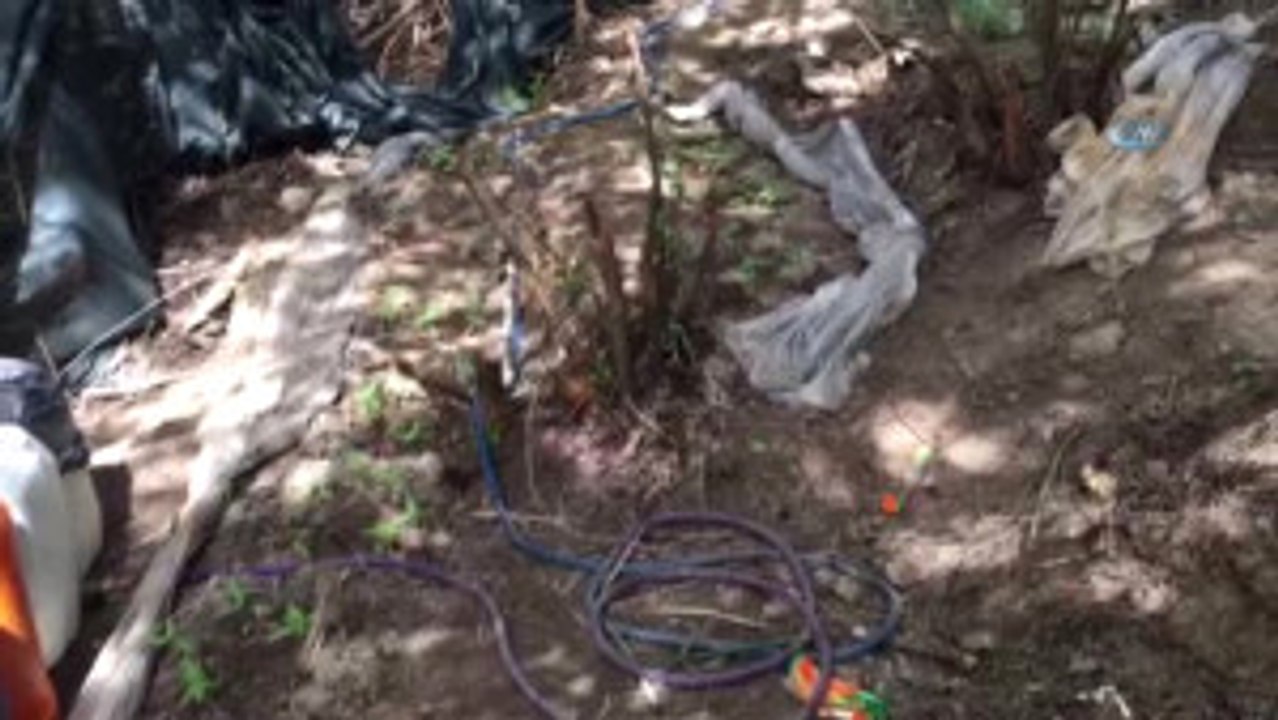Antalya'da Hint Keneviri Operasyonu... Jandarma Tek Tek Söküp İmha Etti