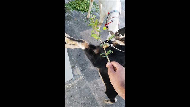 very cute playful funny baby goat(bakra) jumping video || NEW HD 2017|| MUST SEE