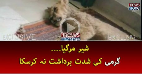 BREAKING: African Lion death in Karachi