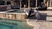 His mother tells him he can not swim in the pool. The dog's reaction is fantastic!