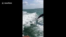 Dolphins playing with boat off the coast of Florida