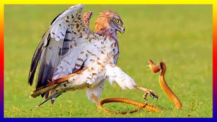 Eagle VS Cobra Amazing Bird Fighting Snake To Death
