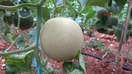 Mersin Erdemli'de Turfanda Kavun Hasadı Başladı