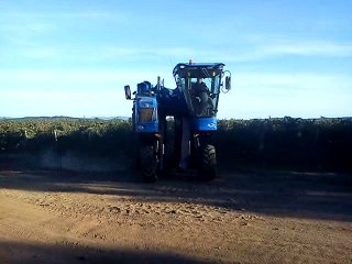 Has Visto Vendimia Mecanizada!?