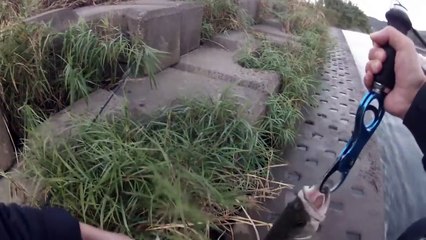 落ち鮎シーズンのシーバス攻略