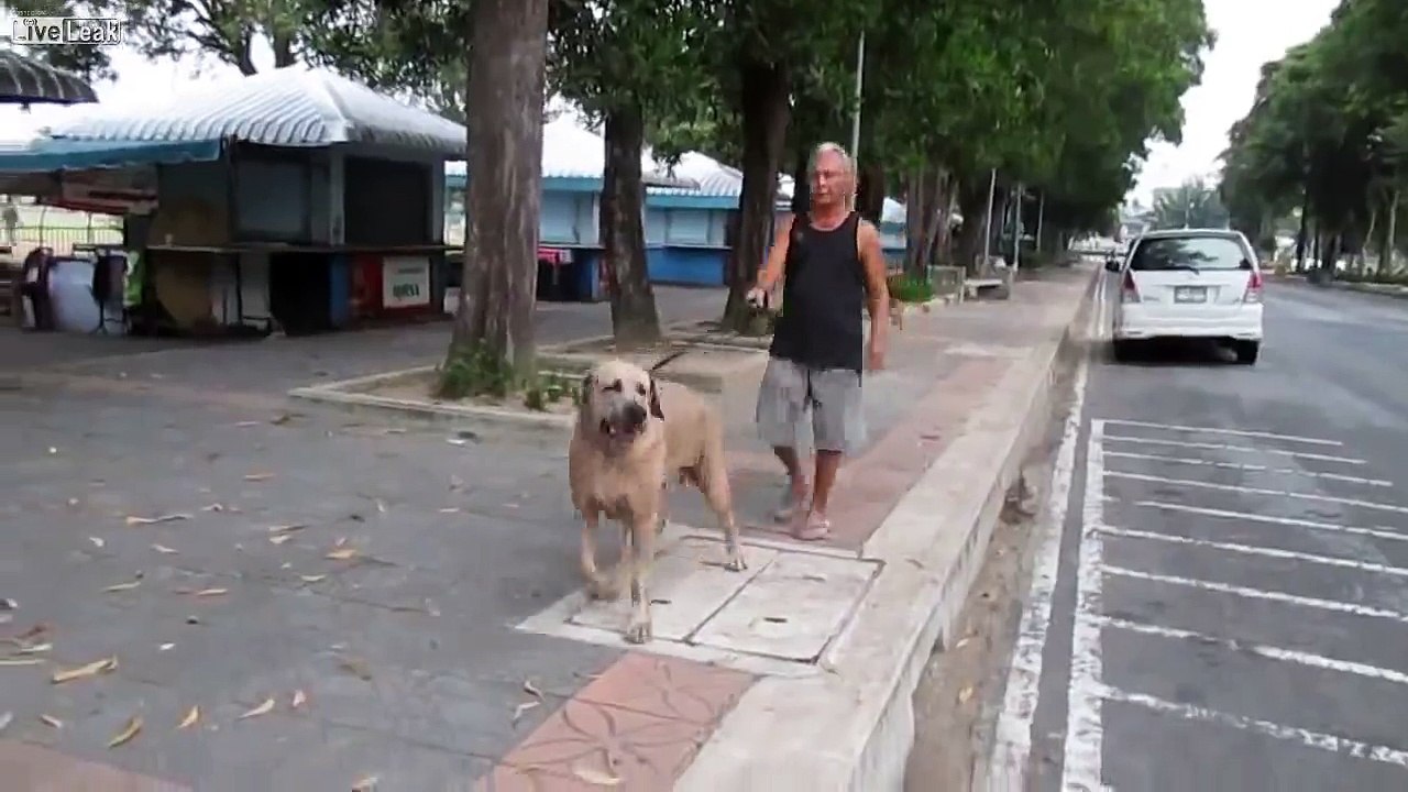 Look how cat saved her Kittens from the Dog.