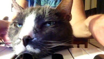 Cats Don't Care Funny Pets Videos - Best Funny Cat Videos Ever