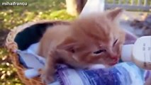 Cute Kittens And Puppies Bottle Feeding Compilation 2014