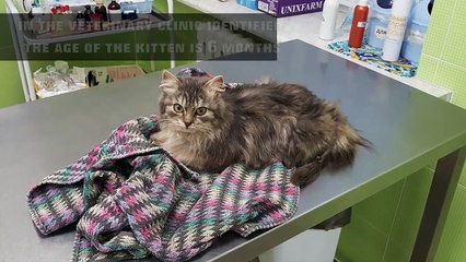 Ugledao je nešto smeđe smrznuto na putu kada je prišao bliže ostao zatečen prizorom