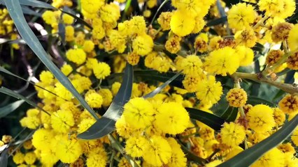 Sanlúcar de Barrameda City