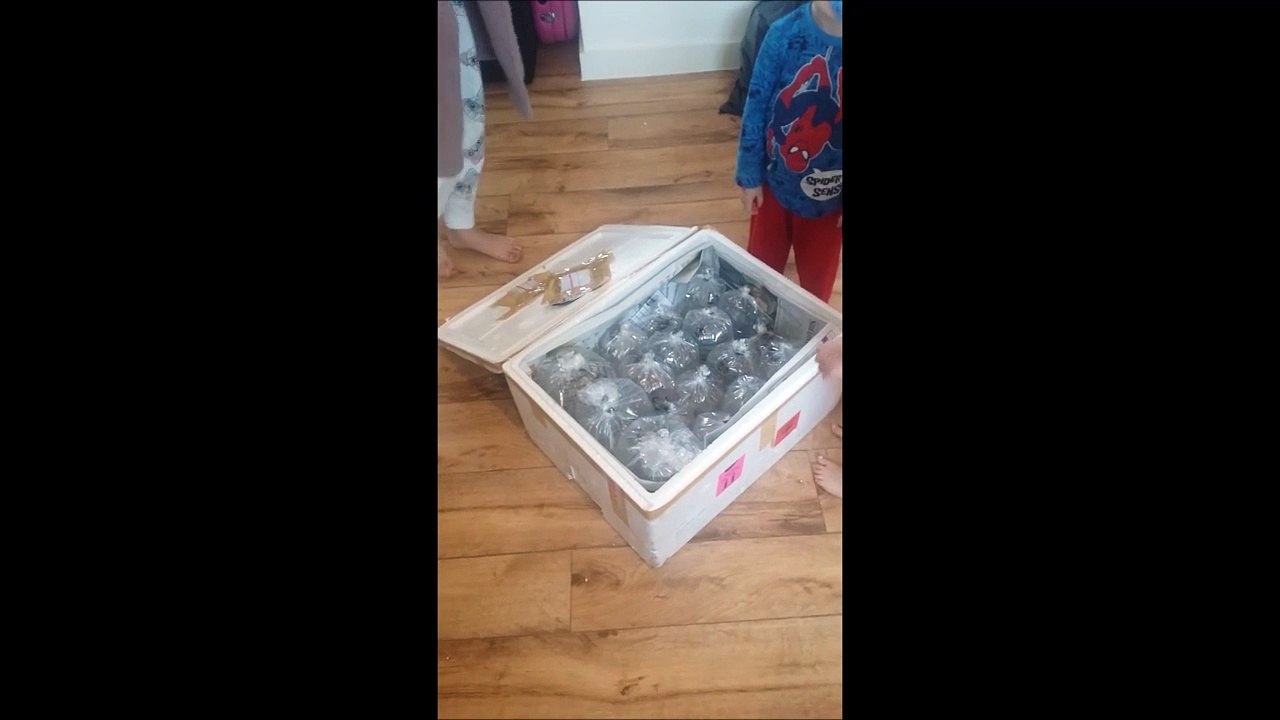 Elle commande une table sur eBay et reçoit 40 sacs de poissons vivants !