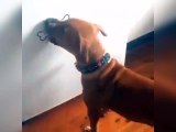 Ce chien croit qu'il peut attraper l'os !