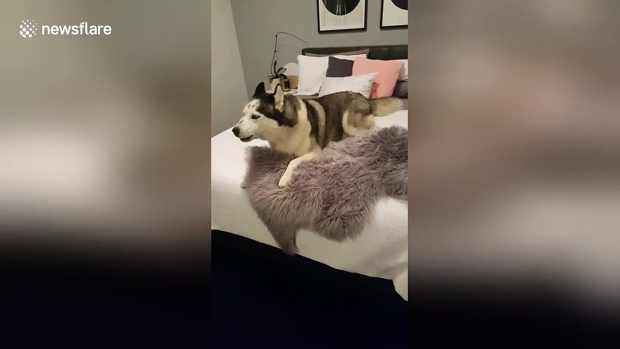 Naughty husky 'talks back' when owner tells him to stop chewing rug