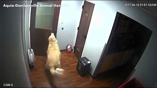 Décidé de ne pas passer la nuit chez le vétérinaire, un chien réussit à s’évader !