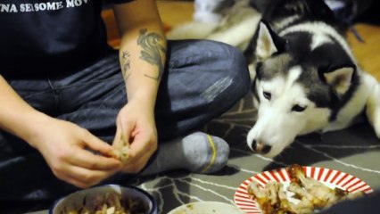 Husky begging for chicken