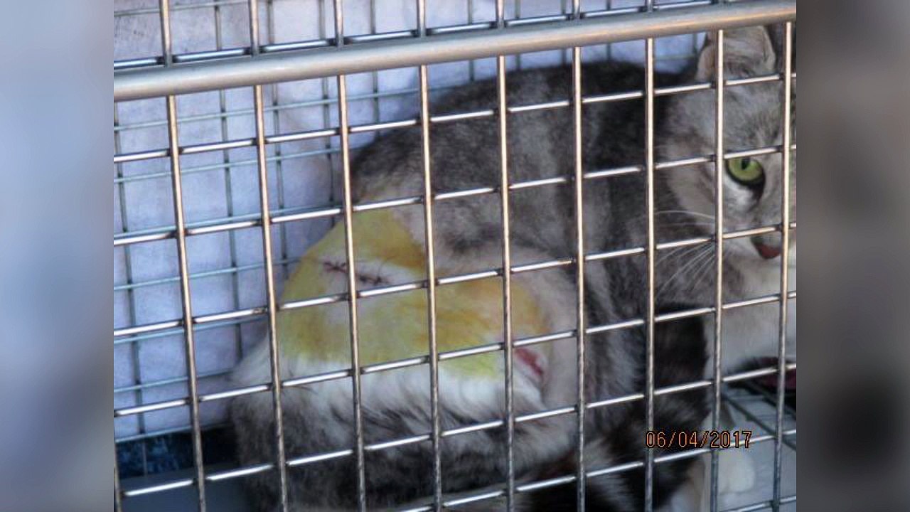 Hautes-Alpes : les chats victimes de pièges à collet à Chorges