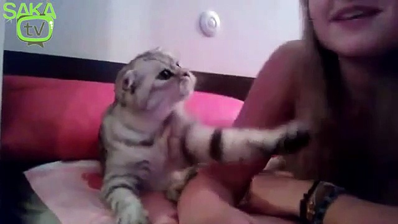sevgi arsızı kedi