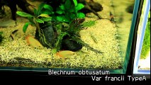 【アクアリウム】水草紹介 Blechnum obtusatum Var francii TypeA