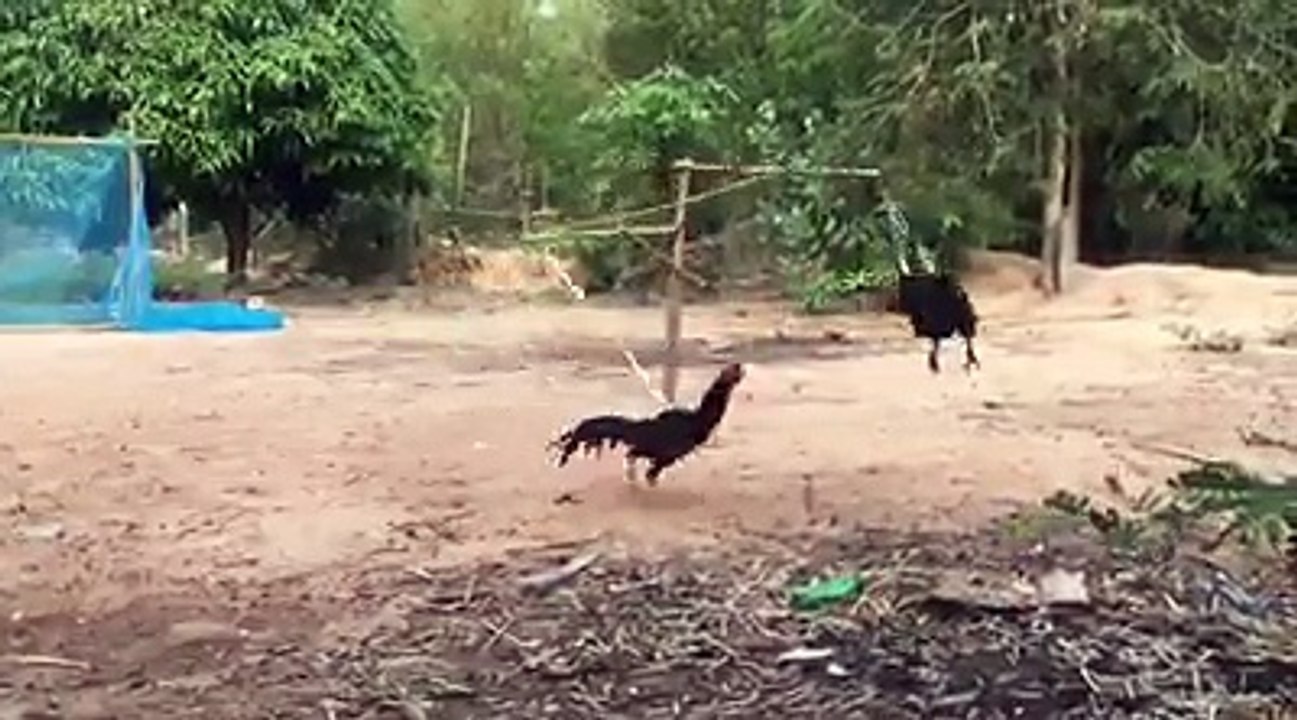 cock ready for fight