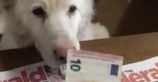 Canine Cashier at Work in Irish Convenience Store