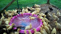 171 Ducklings Swimming In Their New Pool For The 1st Time #12 Raising Ducks Day 16