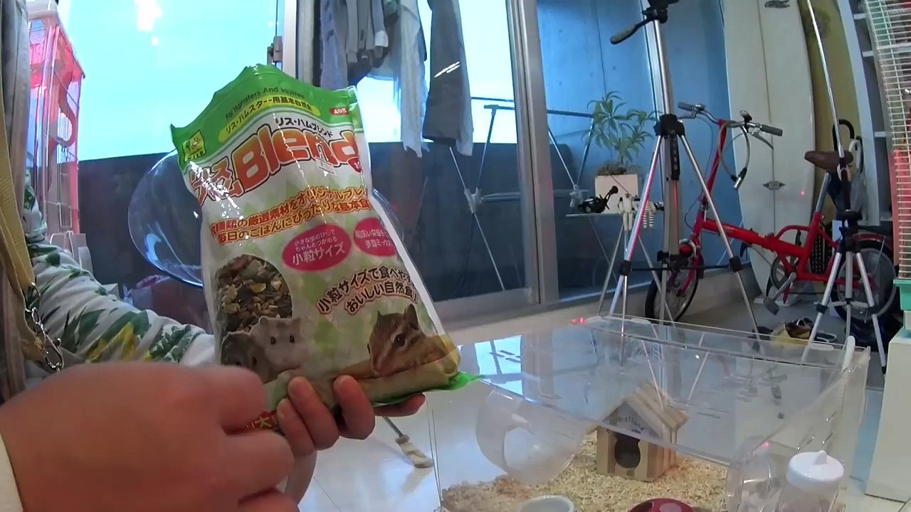 ただただハムスターの動画です。