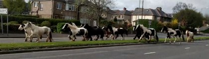 Horses on the Loose Gallop Down Street in Bradford