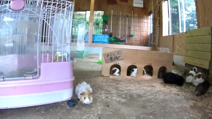 ウサギやマーラ、モルモットをのぞいてみた！