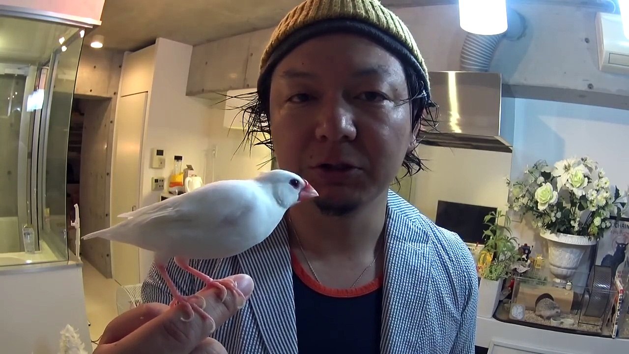 文鳥の性別の見分け方