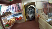 ハリネズミの飼い方