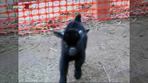 Cute Baby Goats - A Cute And Funny Baby Goats Compilation ¦¦ NEW HD