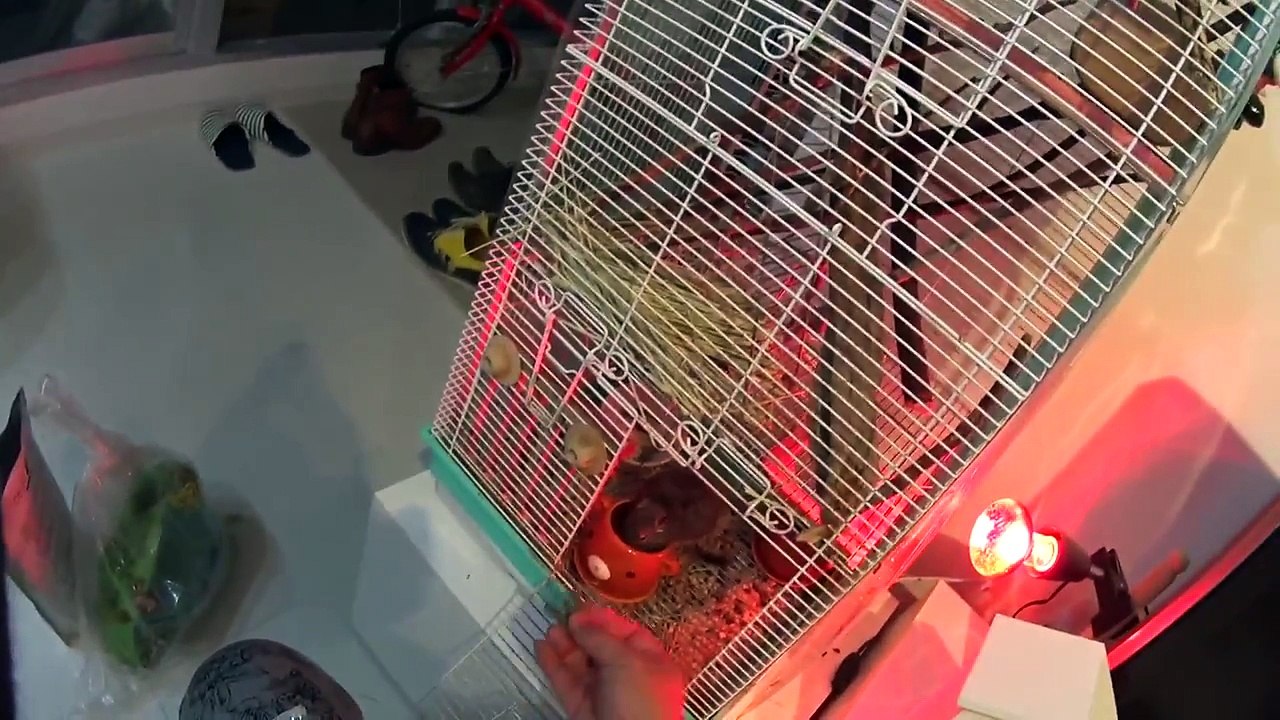 デグーマウスの飼い方