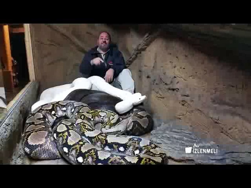 Dev Piton Adama Saldırıyor