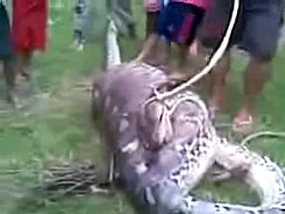 Dev yilan inegi yutuyor