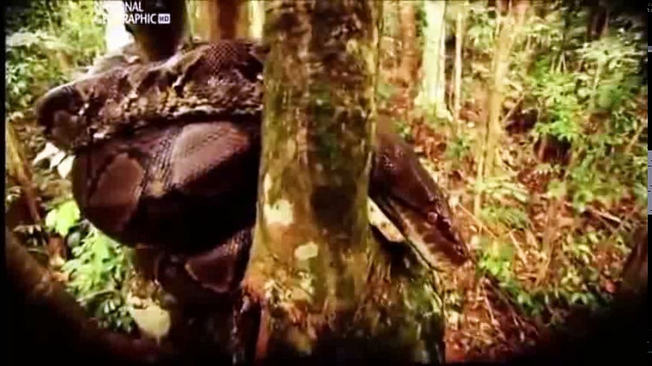 Dünyada yaşanılmış insan yiyen tek yılan saldırısı