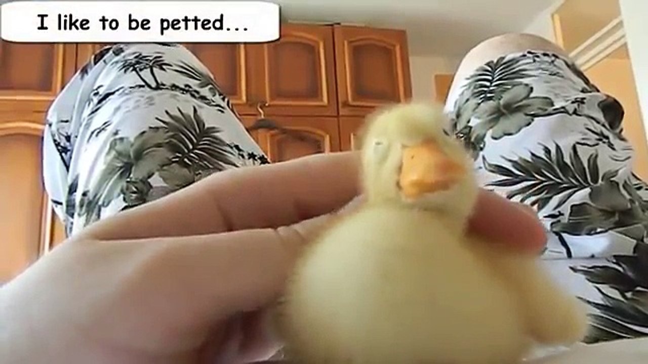 Funny Videos From A Duck's Life - Funny Ducks Compilation 2014