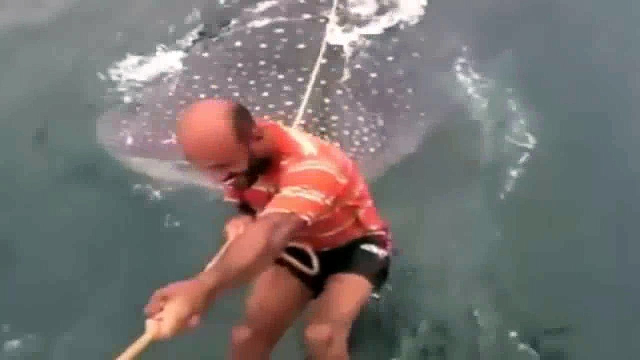 Gözlerinize inanamayacaksınız!!! Adam balina ile sörf yapıyor!!! Yok artık!!!