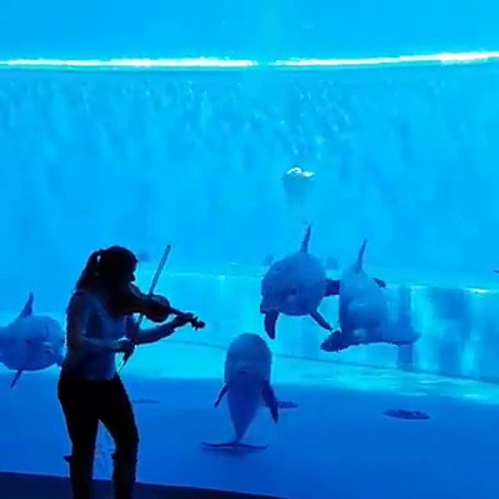 CHI DICE CHE SOLO L'UOMO PUO APPREZZARE L'ARTE ?