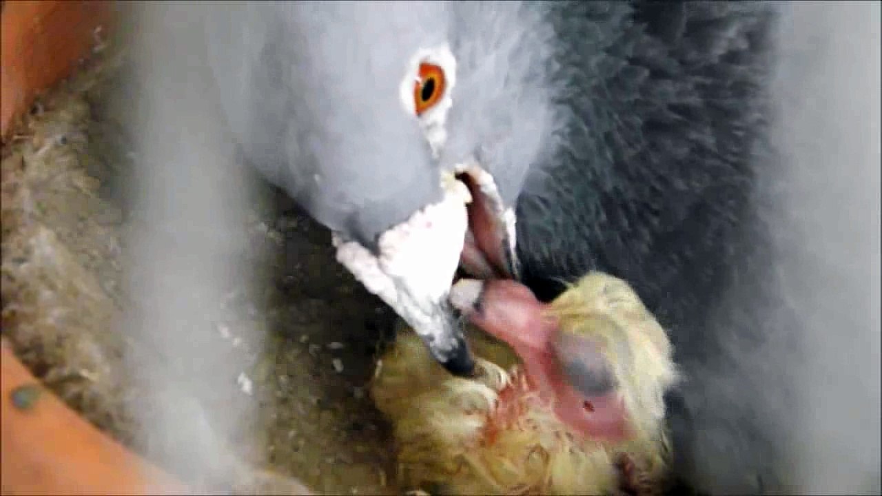 how pigeons feed a newborn pigeon