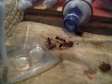 Camponotus consobrinus à table!