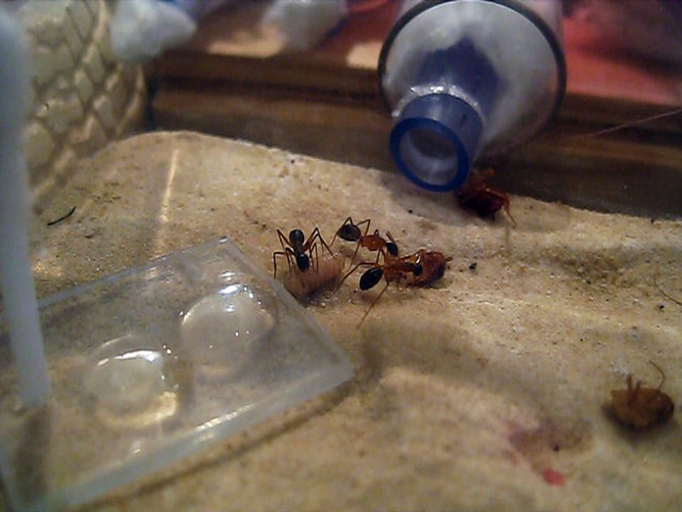 Camponotus consobrinus à table!