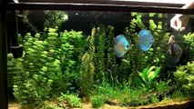 Freshwater Aquarium Fish_Discus Feeding-i