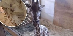 You Won't Believe The Insane Scandal Surrounding April The Giraffe's Pregnancy