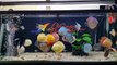 Freshwater Aquarium Fish _ aquarium beautiful discus of vietbacmedia-WB2yqcz_P
