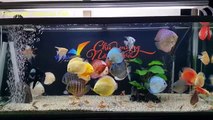 Freshwater Aquarium Fish _ aquarium beautiful discus of vietbacmedia-WB2yq