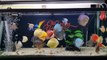 Freshwater Aquarium Fish _ aquarium beautiful discus of vietbacmedia-WB2yq